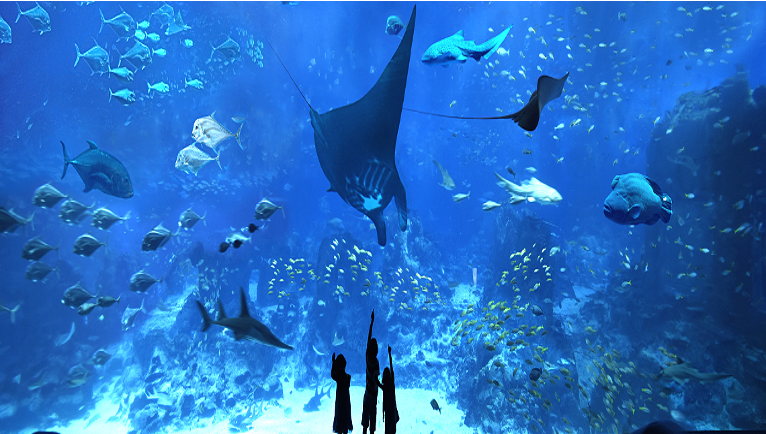 SEA Aquarium Admission - Adult